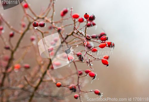 Image of Red berry in the ice