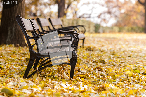 Image of Autumnal park with bench