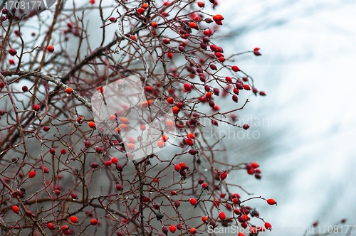 Image of Frozen berry at winter