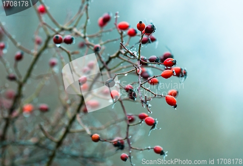 Image of Red berry in the ice