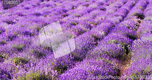 Image of color lavender field