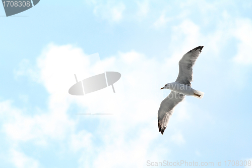 Image of white seagull