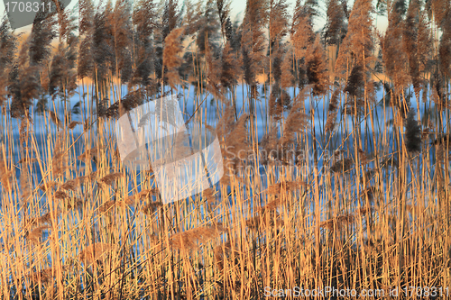 Image of Reed in Frozen Lake