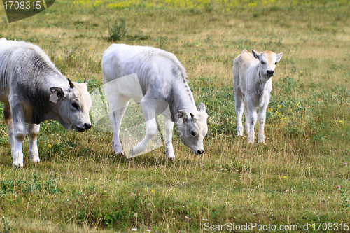 Image of Hungarian grey cattle