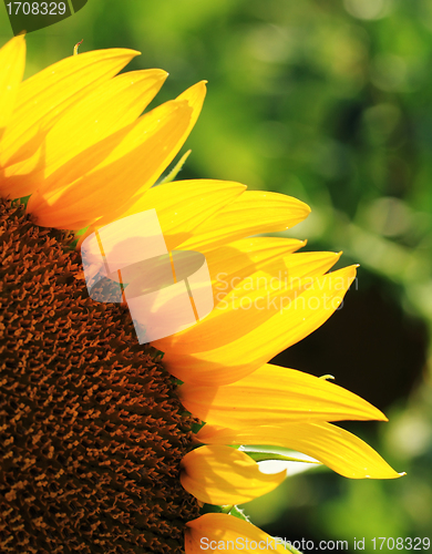 Image of Beautiful yellow Sunflower