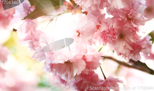 Image of Cherry blossom