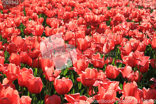 Image of Red tulip