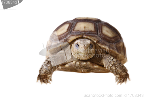 Image of African Spurred Tortoise (Sulcata)