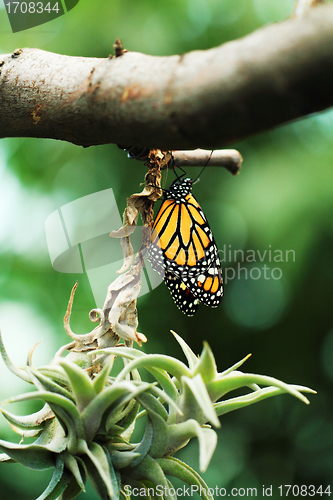 Image of Monarch butterfly