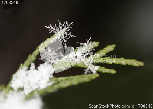 Image of snow on fir branches, macro