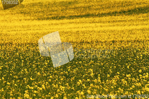 Image of Rape field