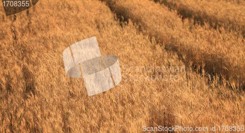 Image of Fields of wheat