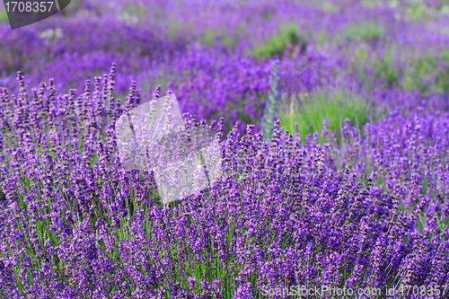 Image of Color lavender field