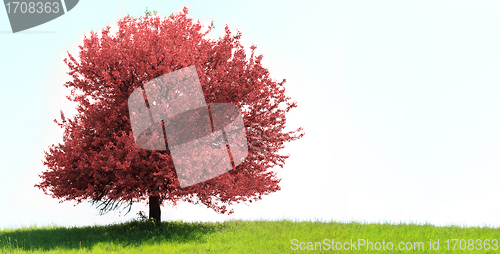 Image of Tree on green field