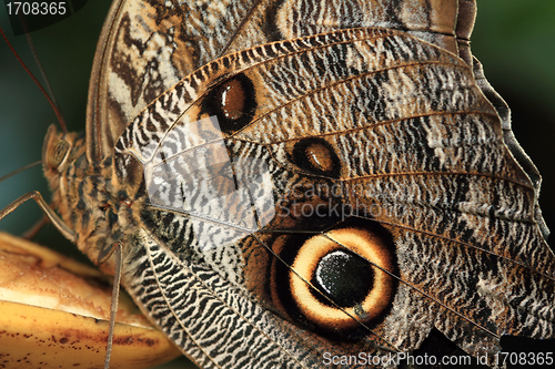 Image of Macro photograph of a butterfly wing