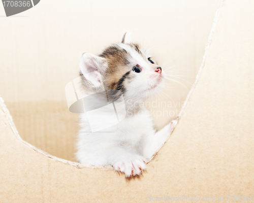 Image of tabby kitten