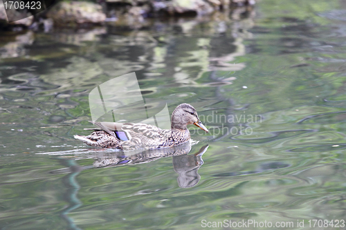 Image of female mallard