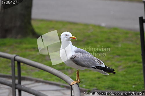 Image of seagull