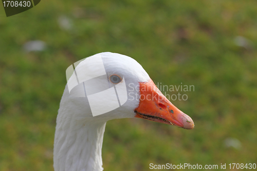Image of duck