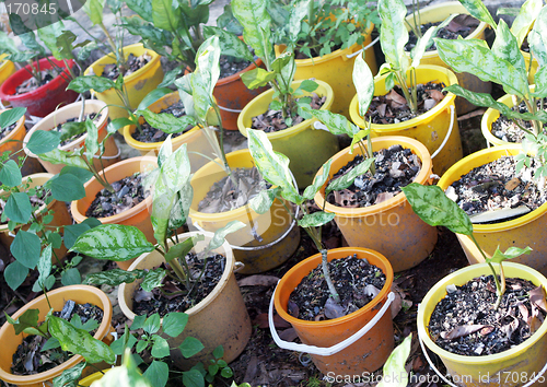 Image of Plants growing in colorful pots