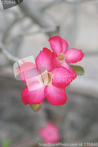 Image of Pink flower