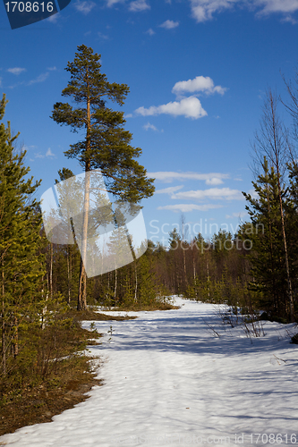 Image of The end of winter in the taiga. Landscape
