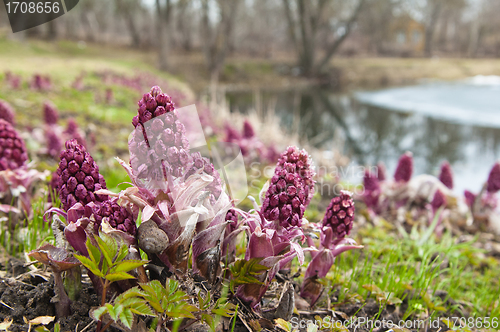 Image of Blooming butterbur. Spring landscape near the pond 