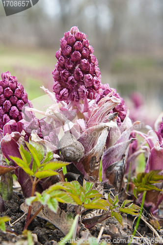 Image of Blooming butterbur. Spring landscape near the pond 