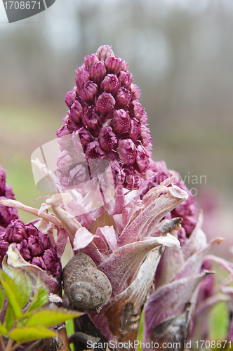 Image of Blooming butterbur. Spring landscape near the pond 