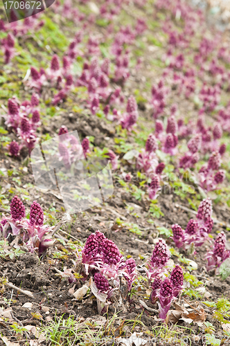 Image of Blooming butterbur. Spring landscape near the pond 