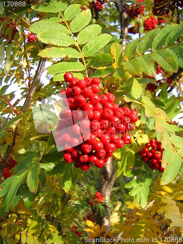 Image of Rowanberries