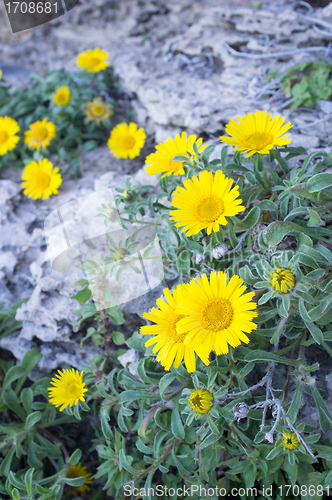 Image of Wild daisies