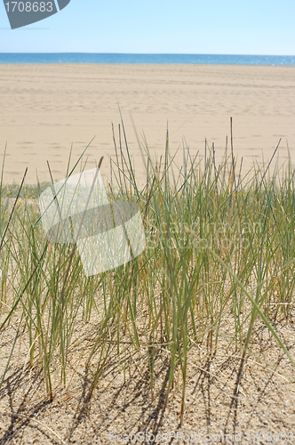 Image of Beach grass