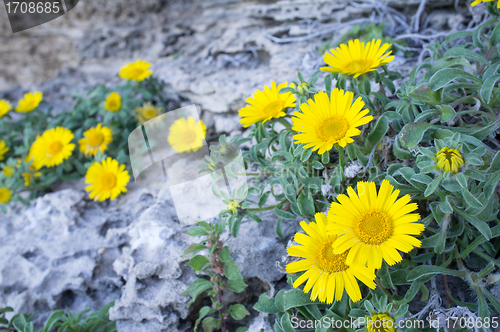 Image of Daisies on rocky soil