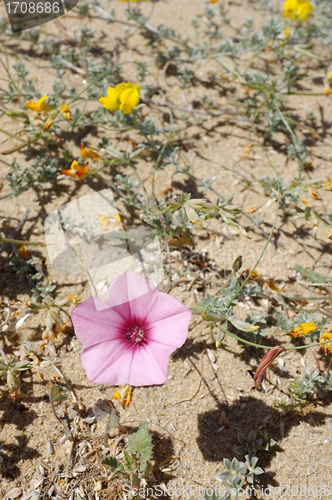 Image of Sparse spring