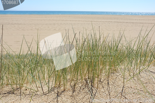 Image of Grass on dune