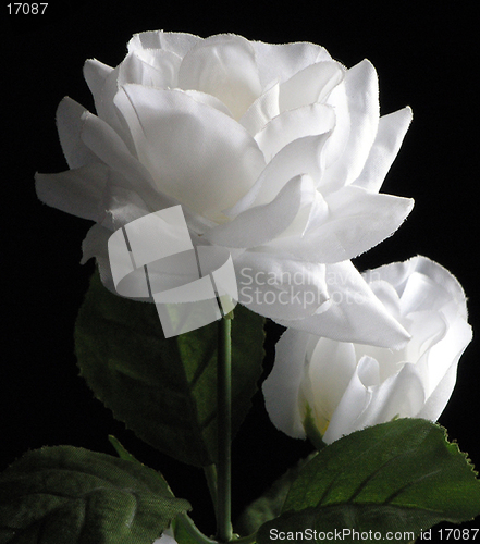 Image of White Silk Rose