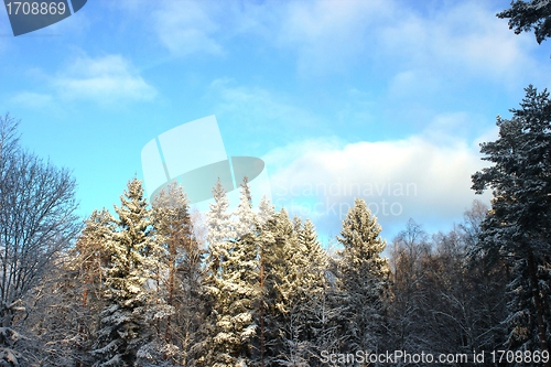 Image of Wonderfull winter view of forest