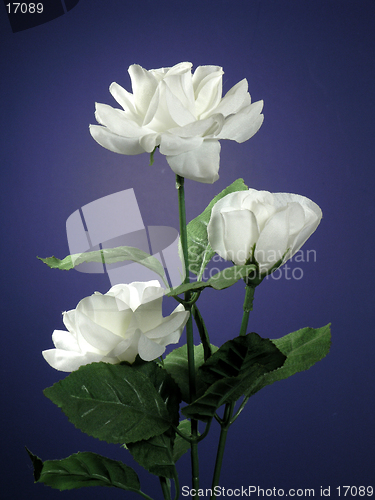 Image of Three White Roses