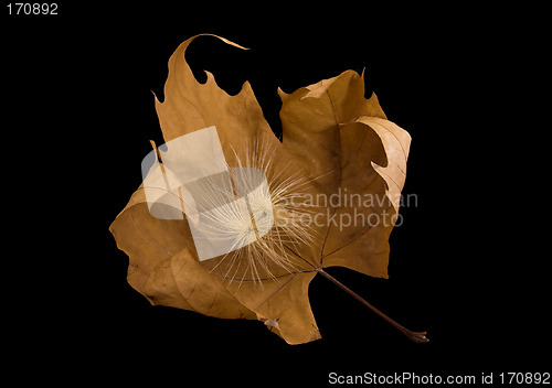 Image of Autumn leaf