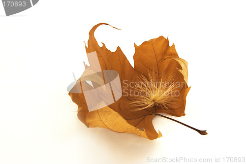 Image of Autumn leaf