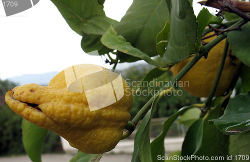 Image of Weird lemon again