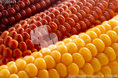 Image of Corn 