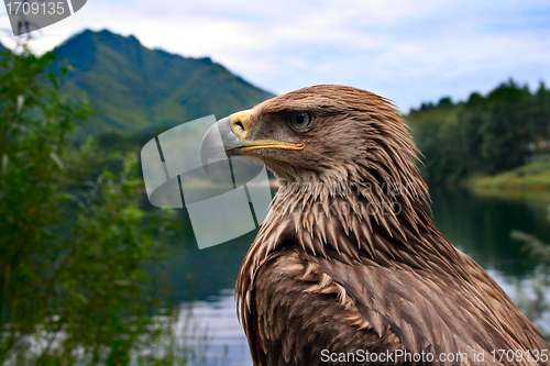 Image of Eagle