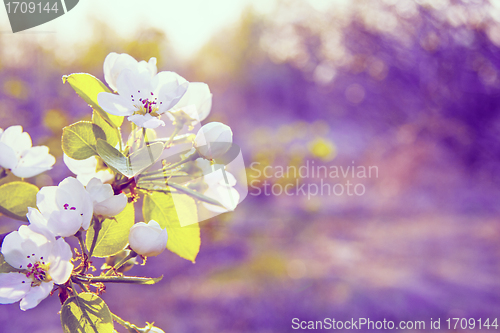 Image of Spring flowers with sunshine