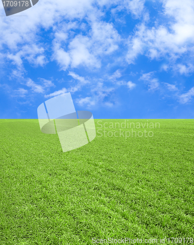 Image of Field of grass,blue sky