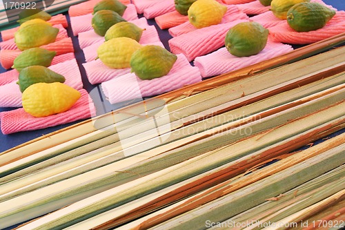 Image of Jewish citrons & ceremonial palm frond display