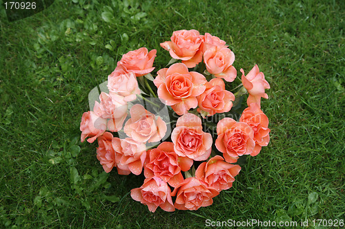 Image of Pink roses