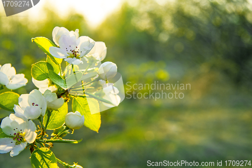 Image of Spring flowers with sunshine