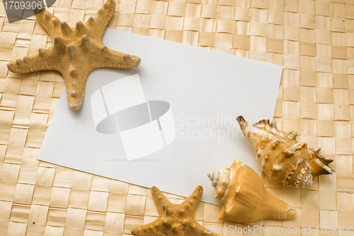 Image of seashells on a white sheet of paper